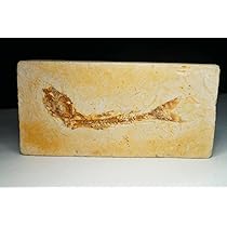 61HOh+W272L._AC_UL210_SR210,